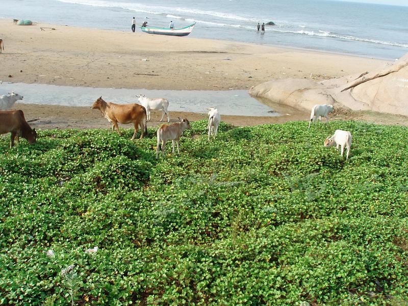 P7190026.JPG - Cows and Beach